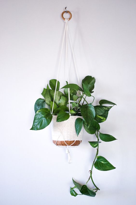 Golden Pothos